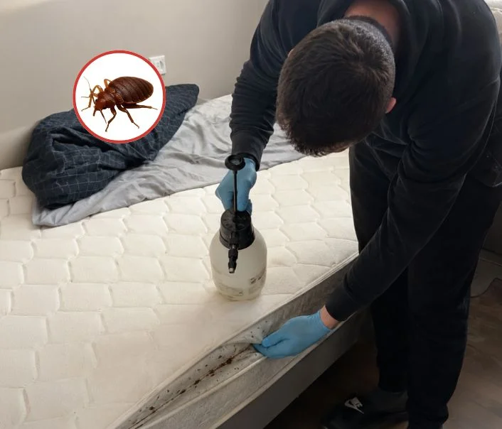 Technicien traitant un matelas contre les punaises de lit à Coubron